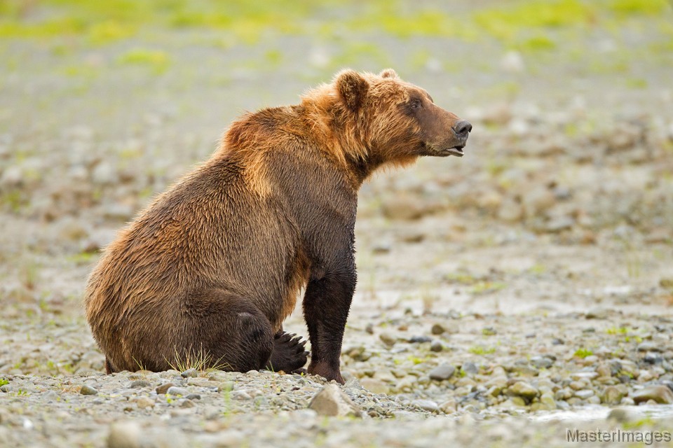 soft brown bear